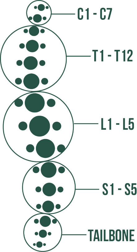 spine with disk locations